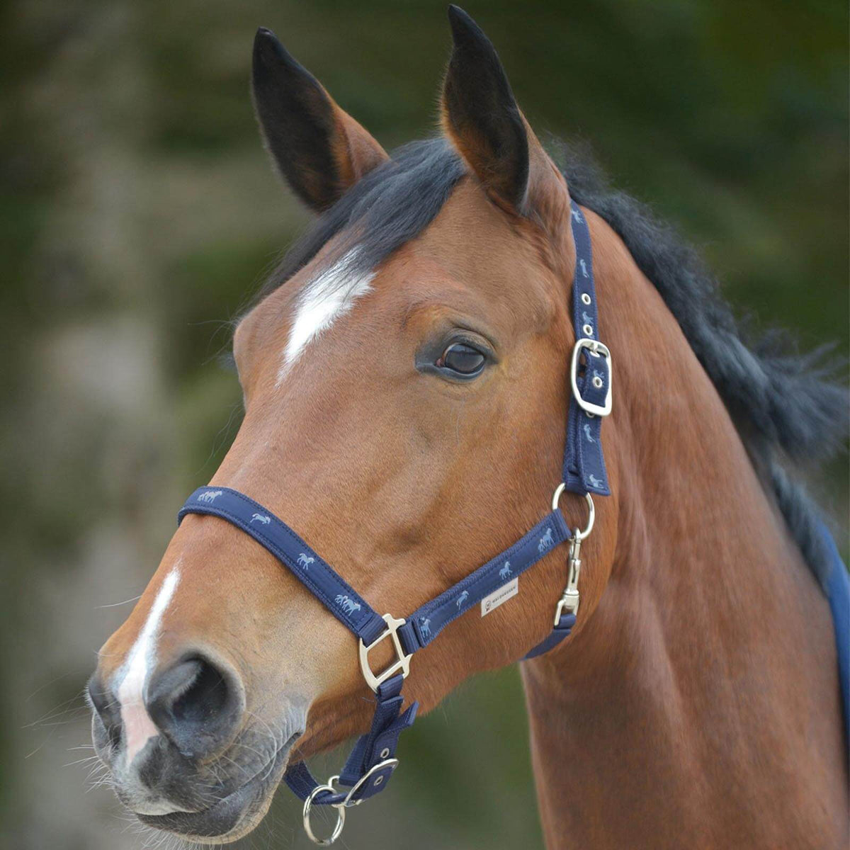 Halfter Pferdchen Stallhalfter