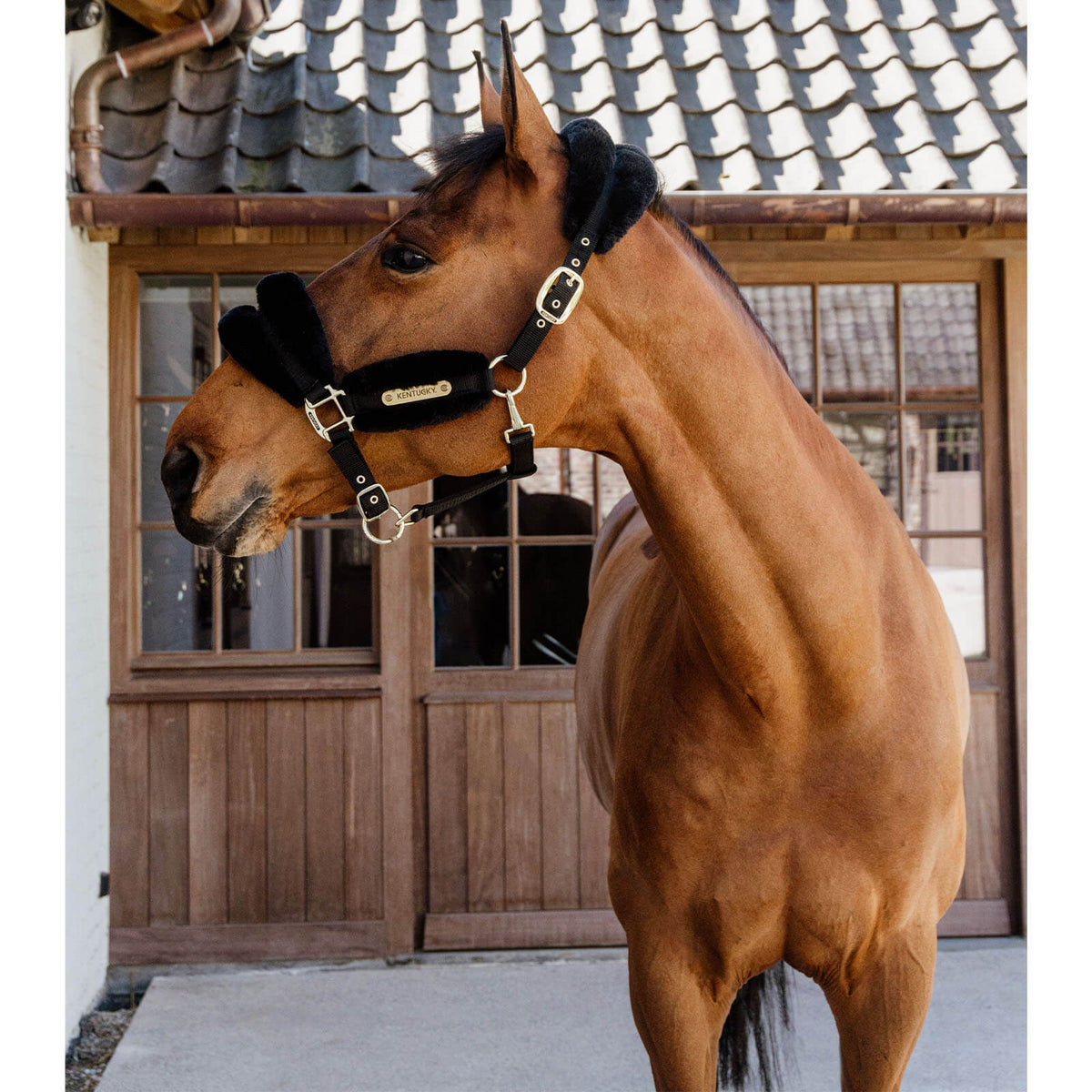 Kentucky Horsewear Nylonhalfter mit Lammfell Soft Stallhalfter, Schwarz, Pferd trägt das Halfter vor einem Stall.