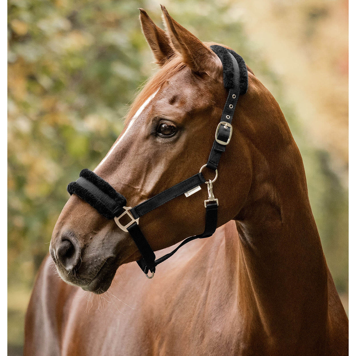Waldhausen Halfter First Fellhalfter, Schwarz, Pferd mit Halfter im Portrait.