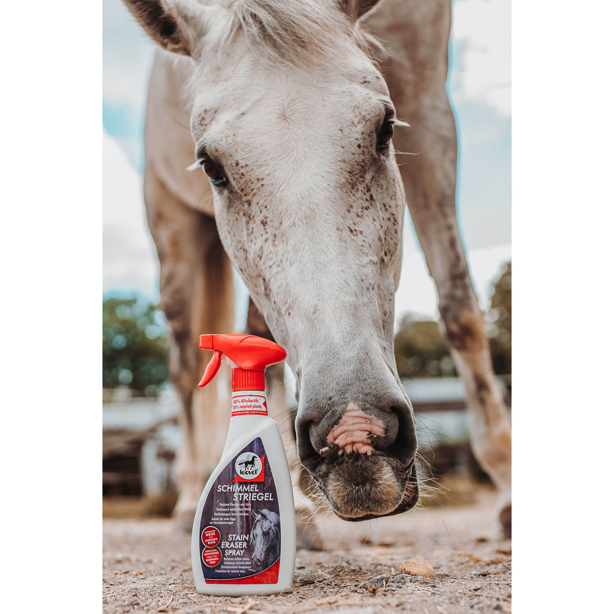 Schimmel Striegel Pferd Anti-Flecken