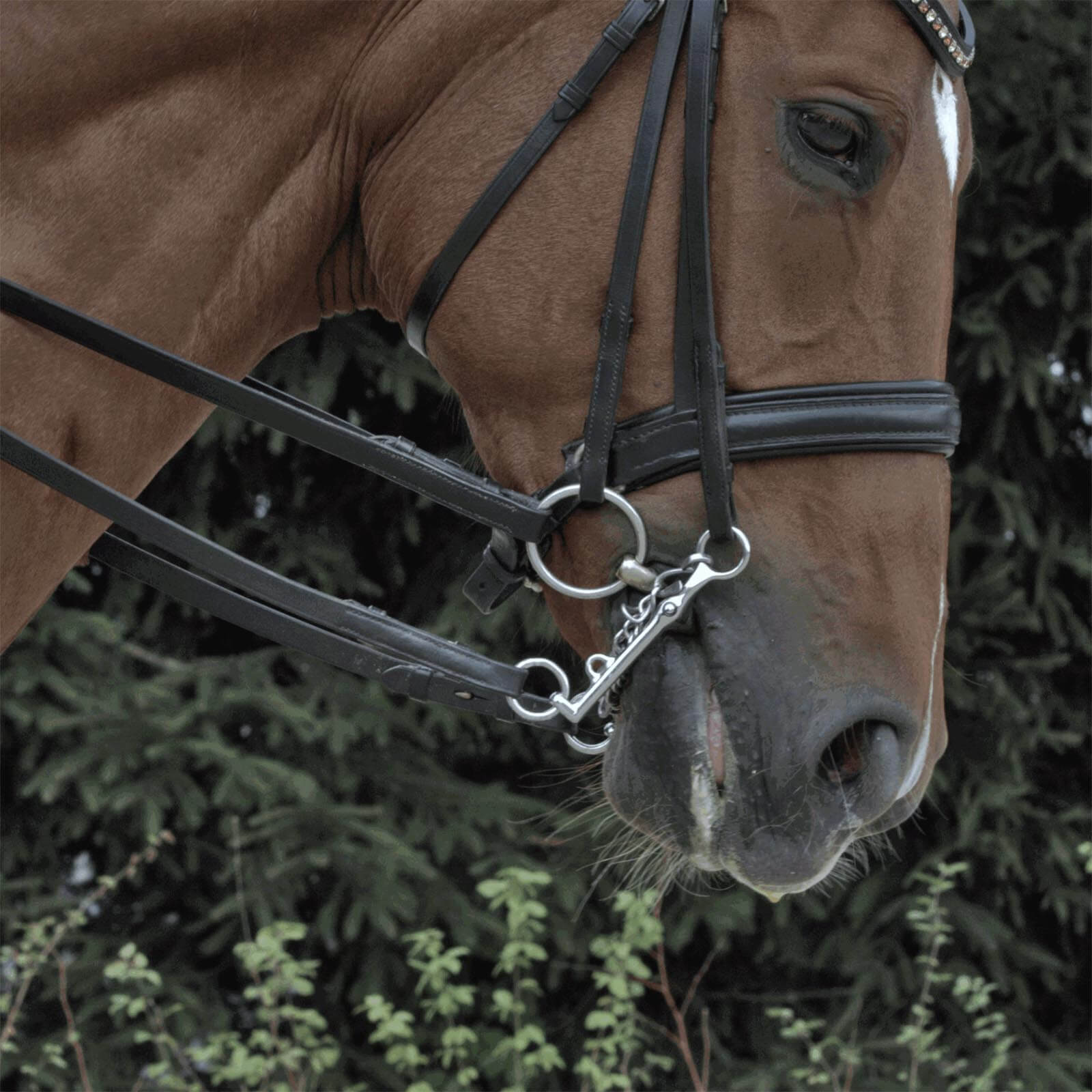 Dressurkandare Lang Französisch 14 mm SENSOGAN® Reitkandare