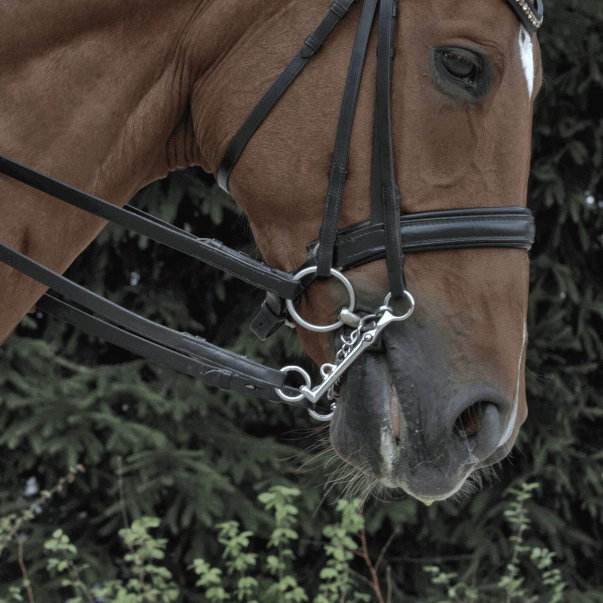 Unterlegtrense Doppelt Gebrochen KK Ultra 14 mm SENSOGAN® Gebiss, Pferd mit Trense im Profil.