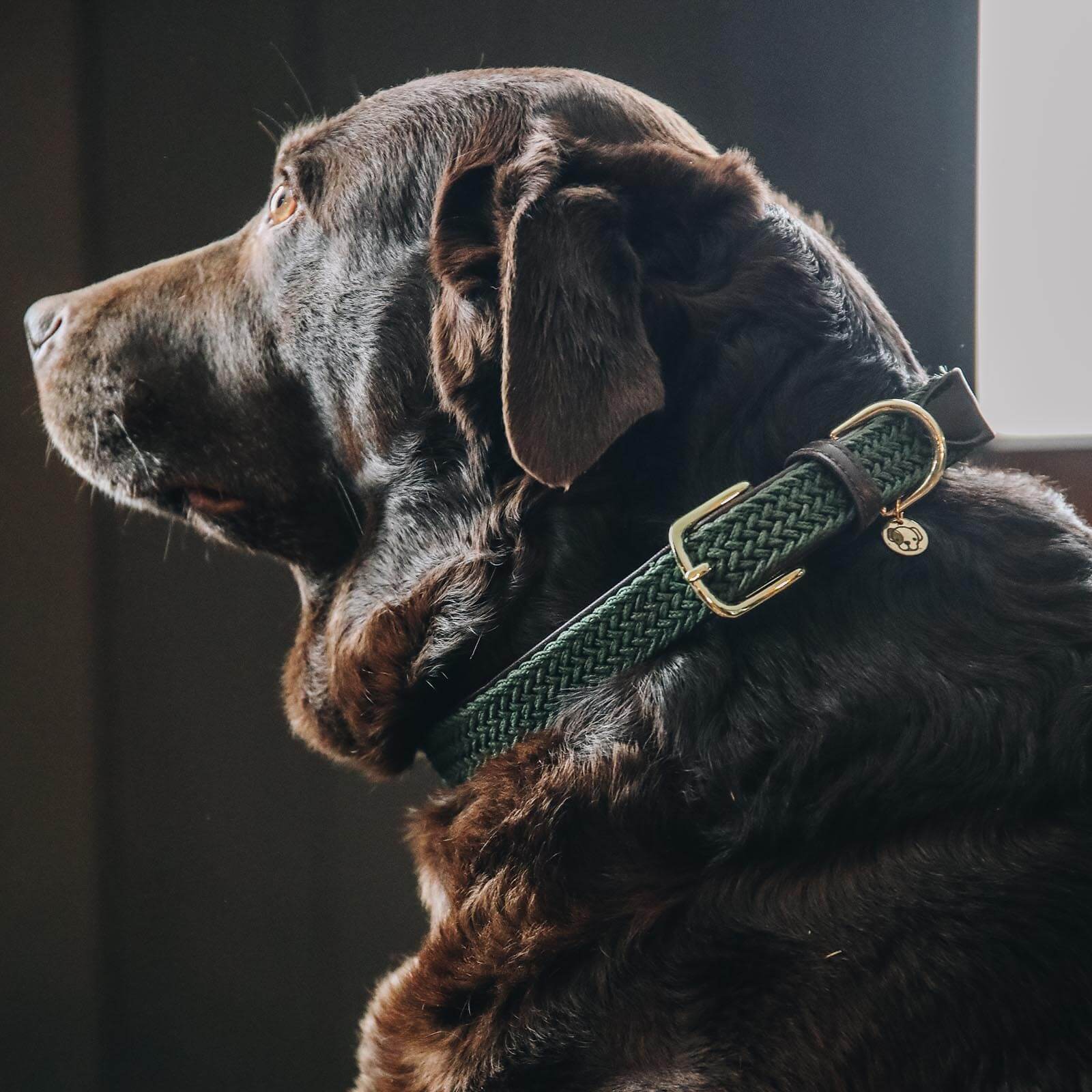 Hundehalsband Geflochten Nylon