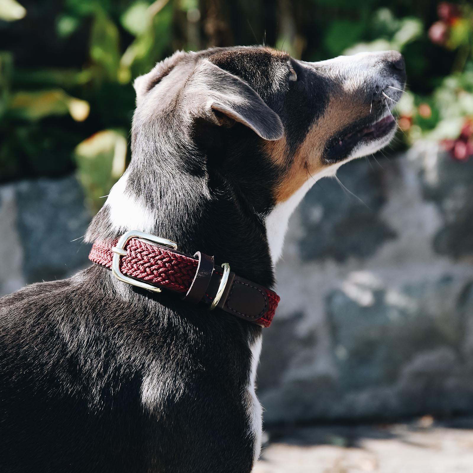Hundehalsband Geflochten Nylon
