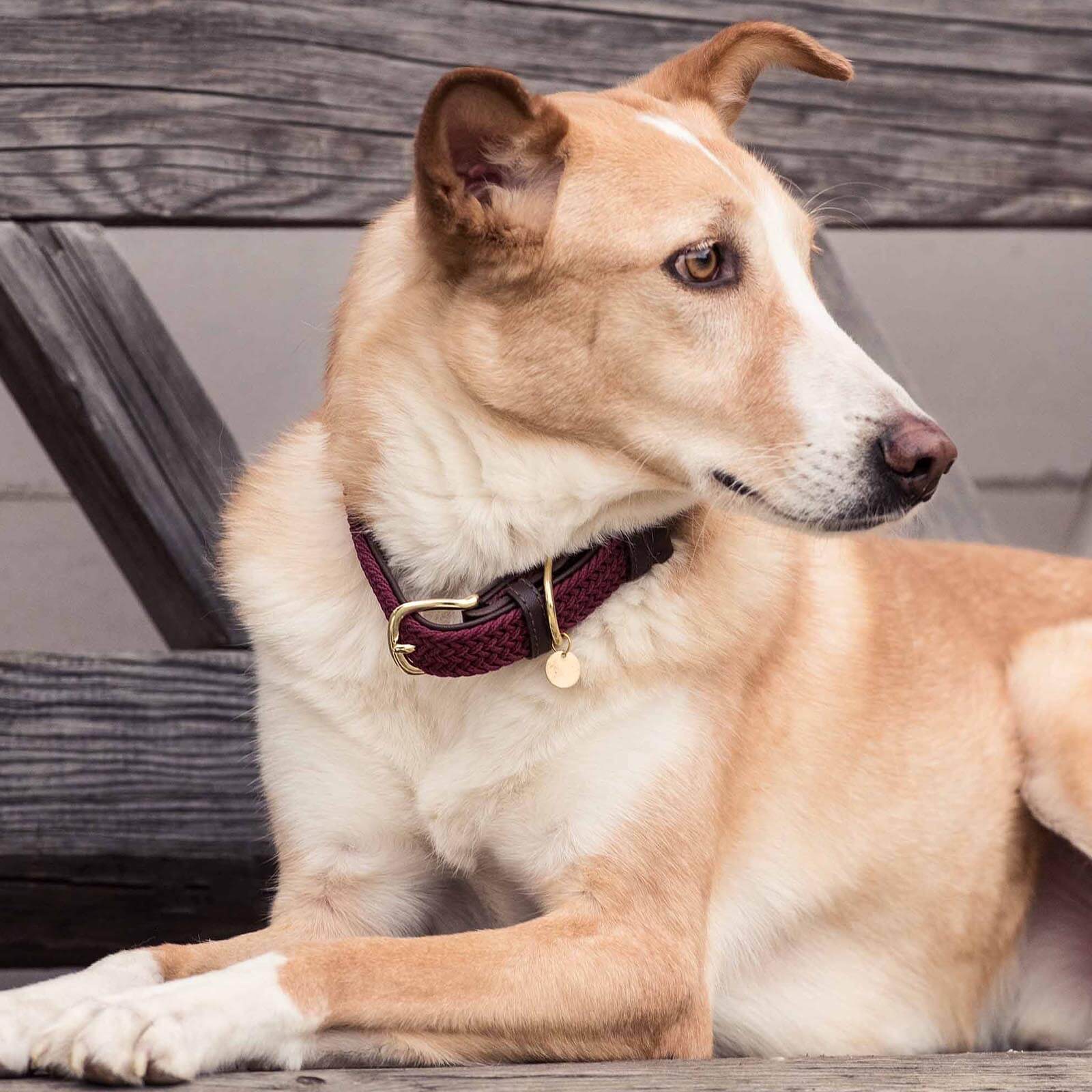 Hundehalsband Geflochten Nylon
