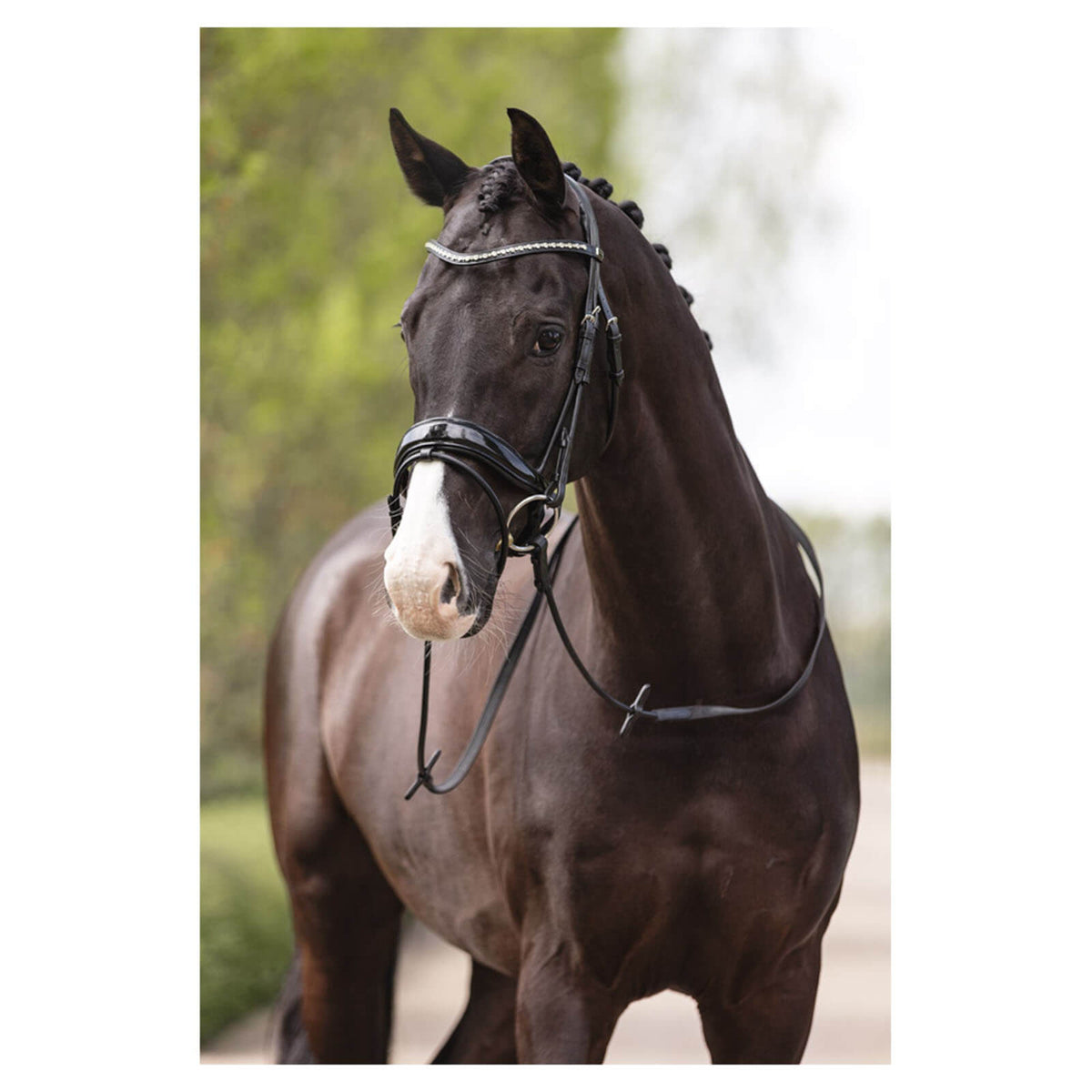 ANKY Trense ATH19002 Comfort Fit Trensenzaum, Schwarz, Pferd trägt die Trense.
