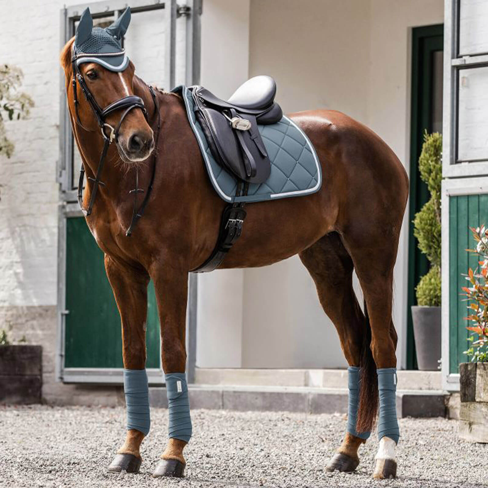 Schabracke Dressur Competition