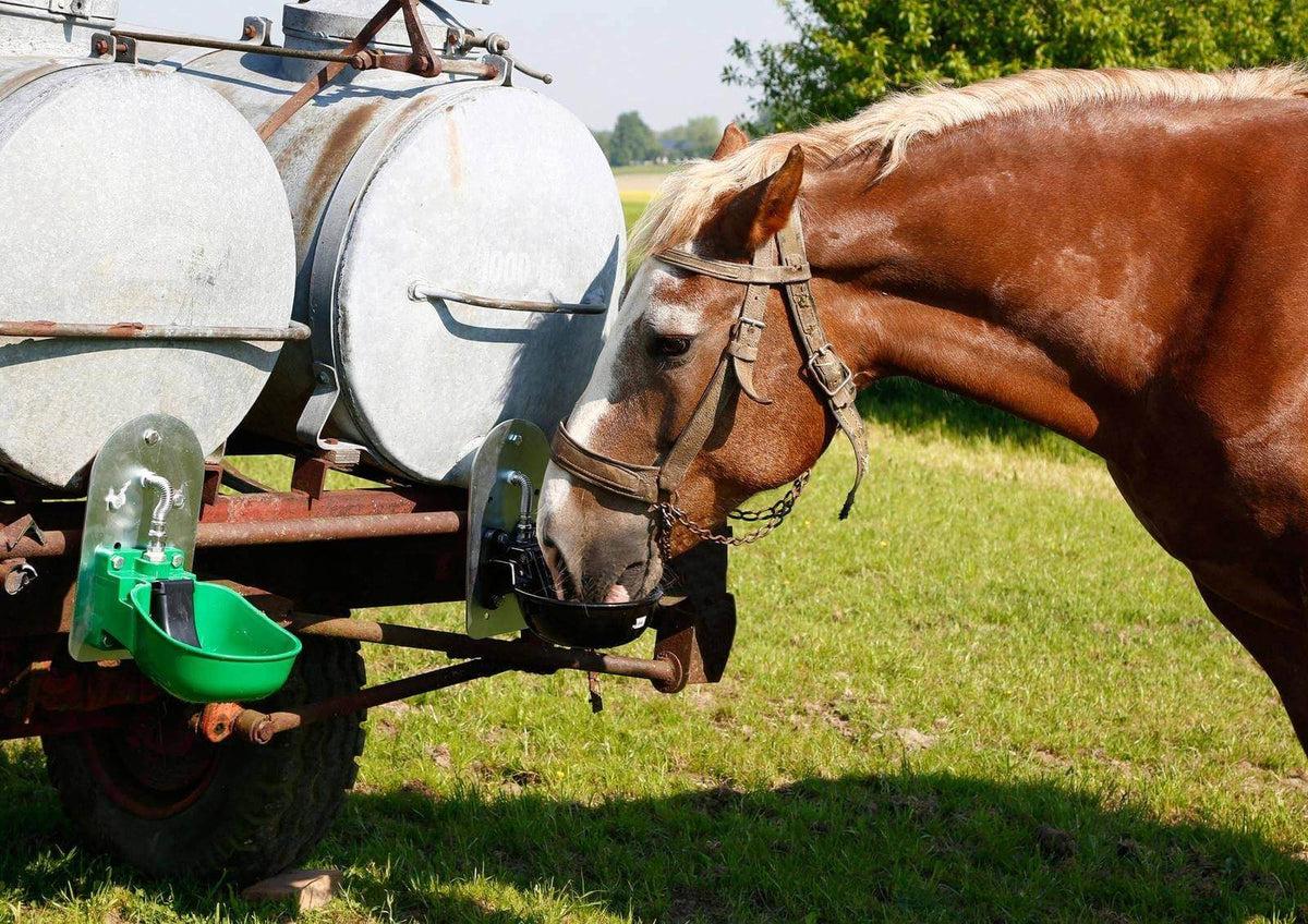 KERBL Tränkebecken KN50 für Wasserfass, Grün, Pferd trinkt am Wasserfass.