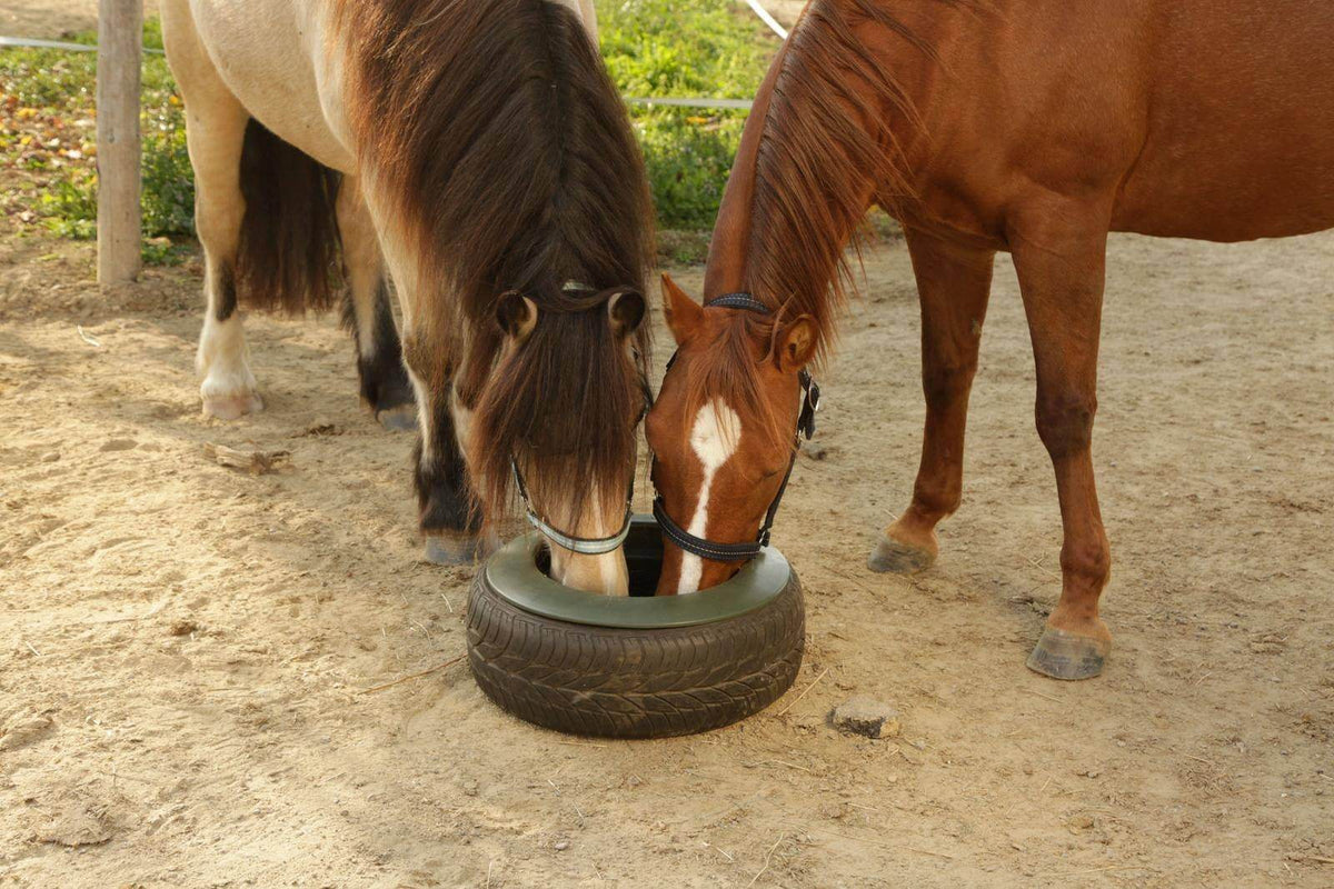 KERBL Reifentrog 15l Wassertrog, Tiere benutzen das Produkt im Paddock.