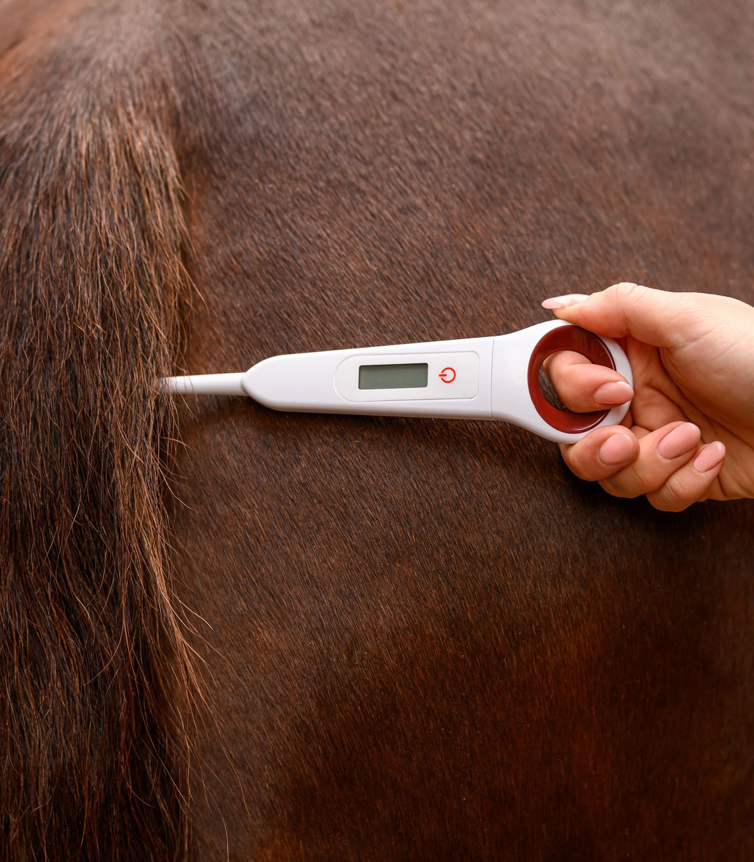 Digital-Fieberthermometer für Pferde