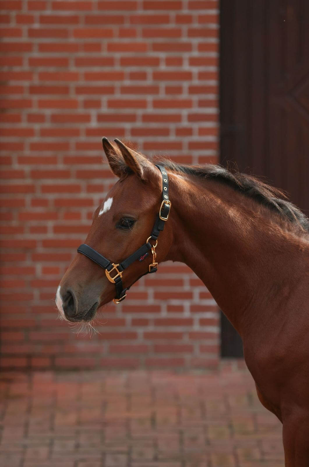Fohlenhalfter TopLine