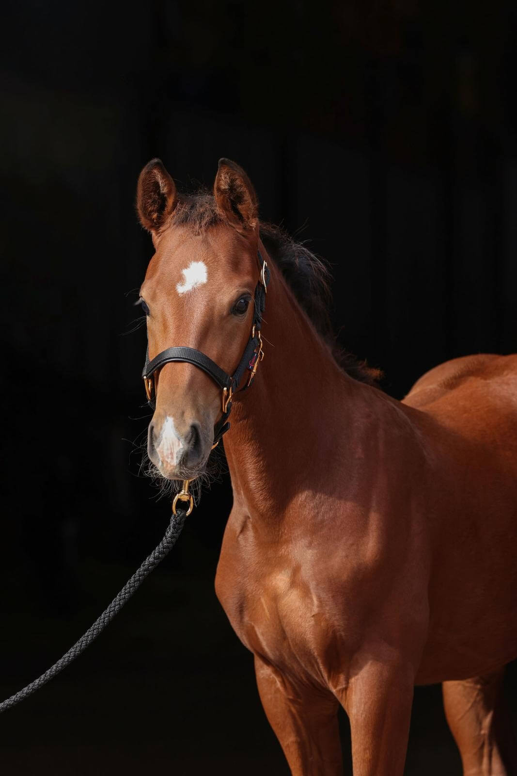 Fohlenhalfter TopLine