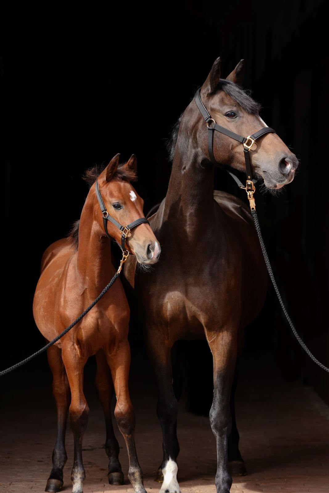 Halfter TopLine Nylonhalfter