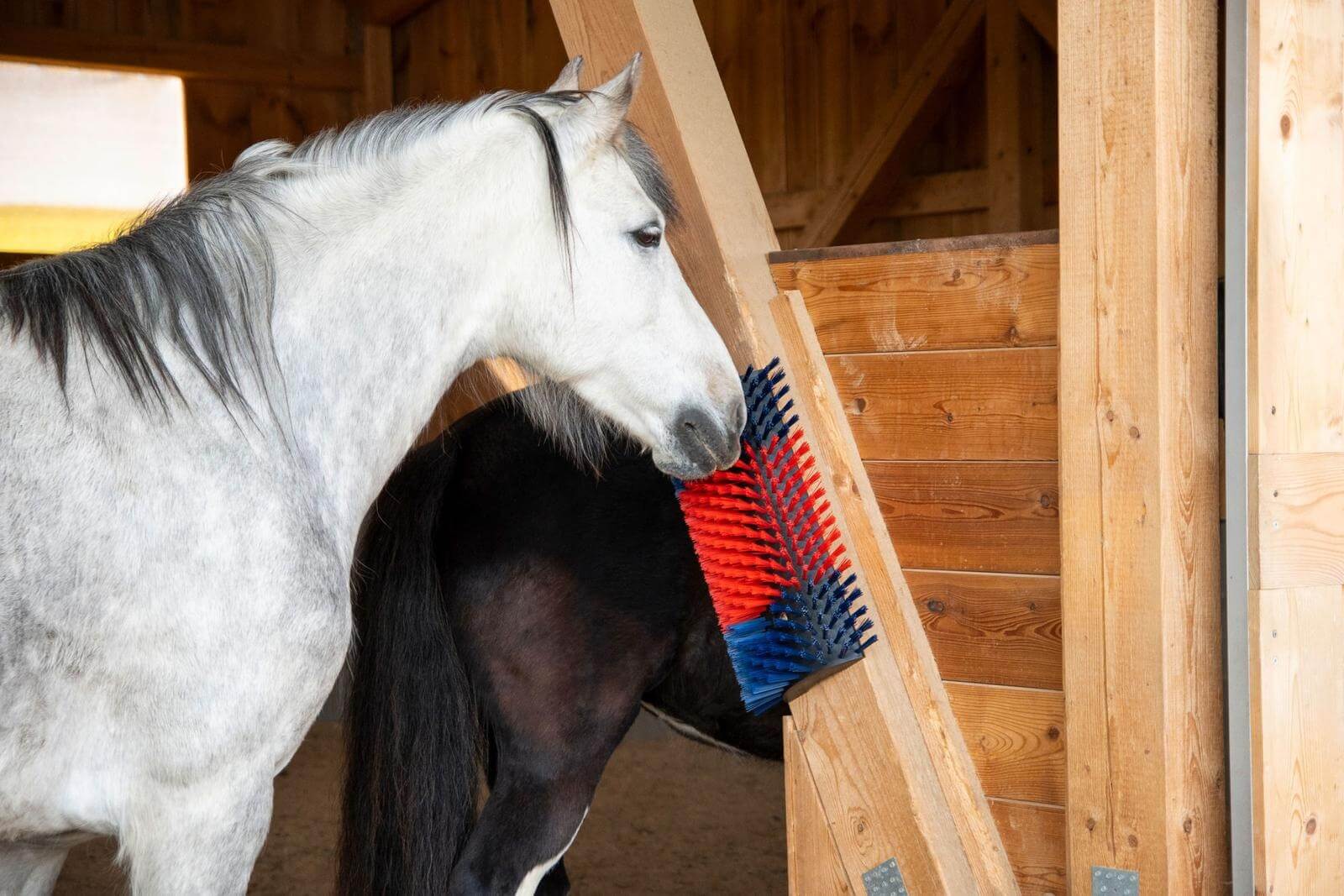 Kratzbürste