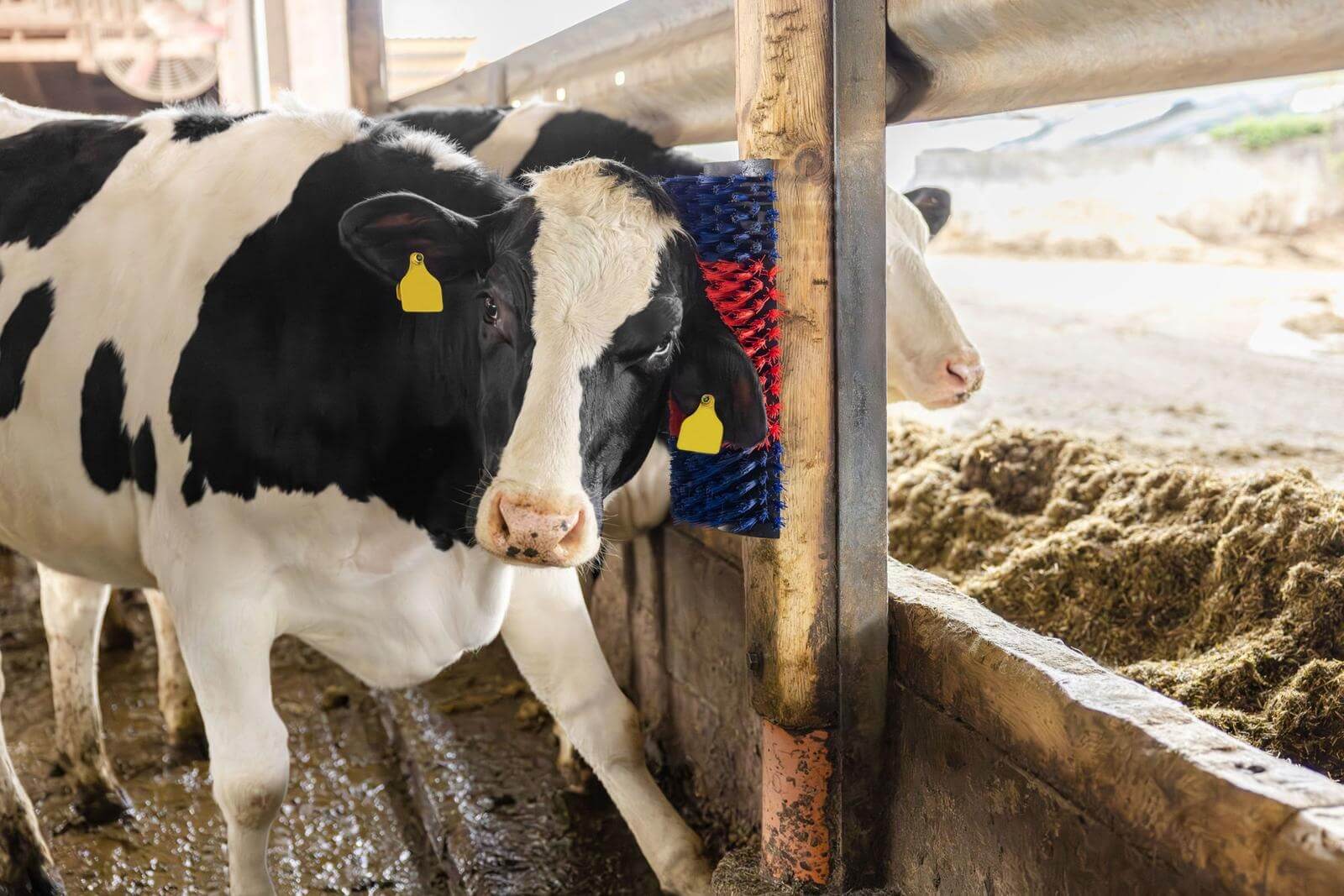 Kratzbürste