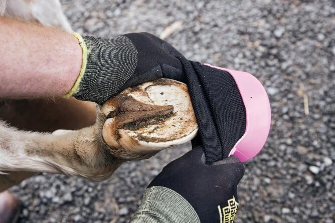 Hufschuh Tubbease Behandlungsschuh Hufschutz