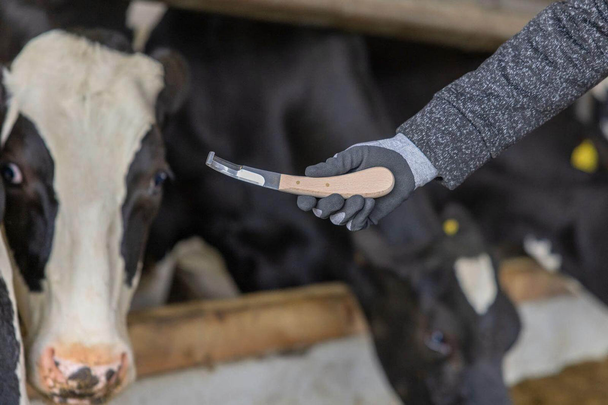 KERBL Huf- und Klauenmesser, Detailaufnahme im Einsatz am Rind im Stall.