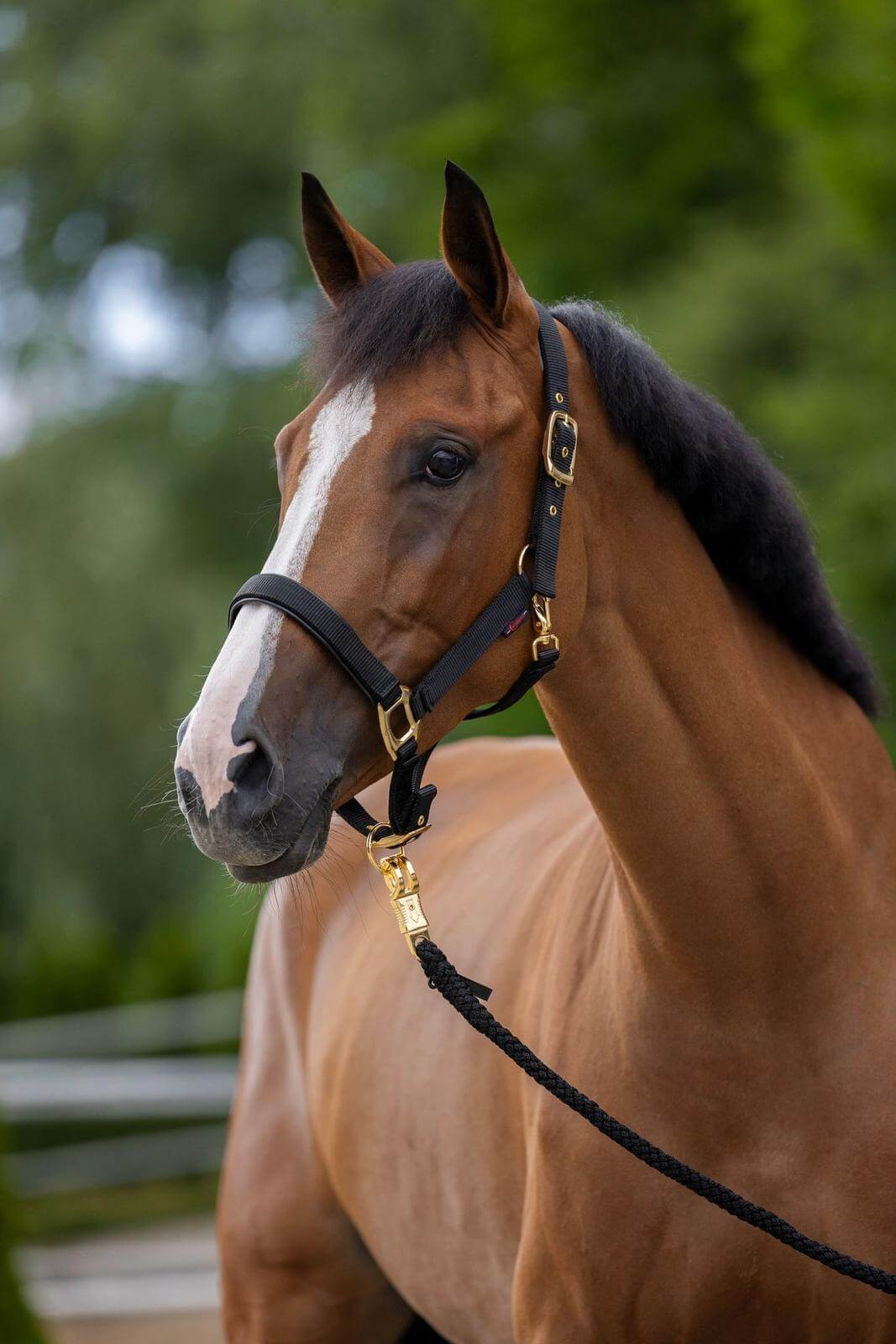 Halfter TopLine Nylonhalfter