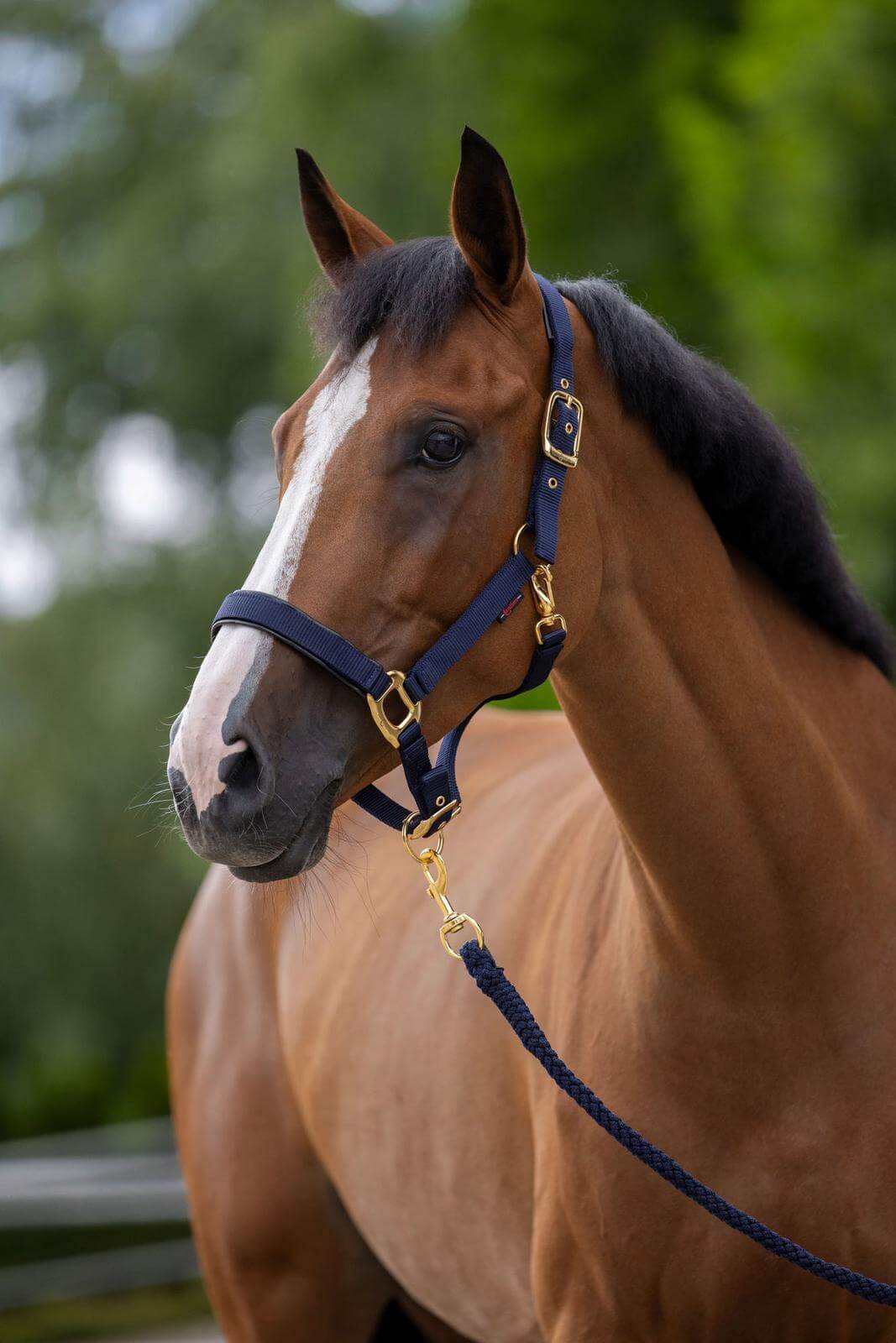 Halfter TopLine Nylonhalfter
