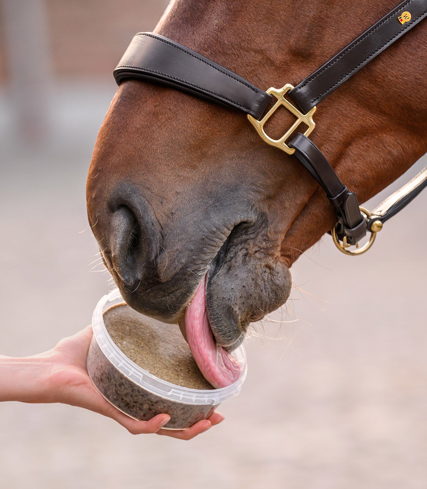 Leckschale StableSnack