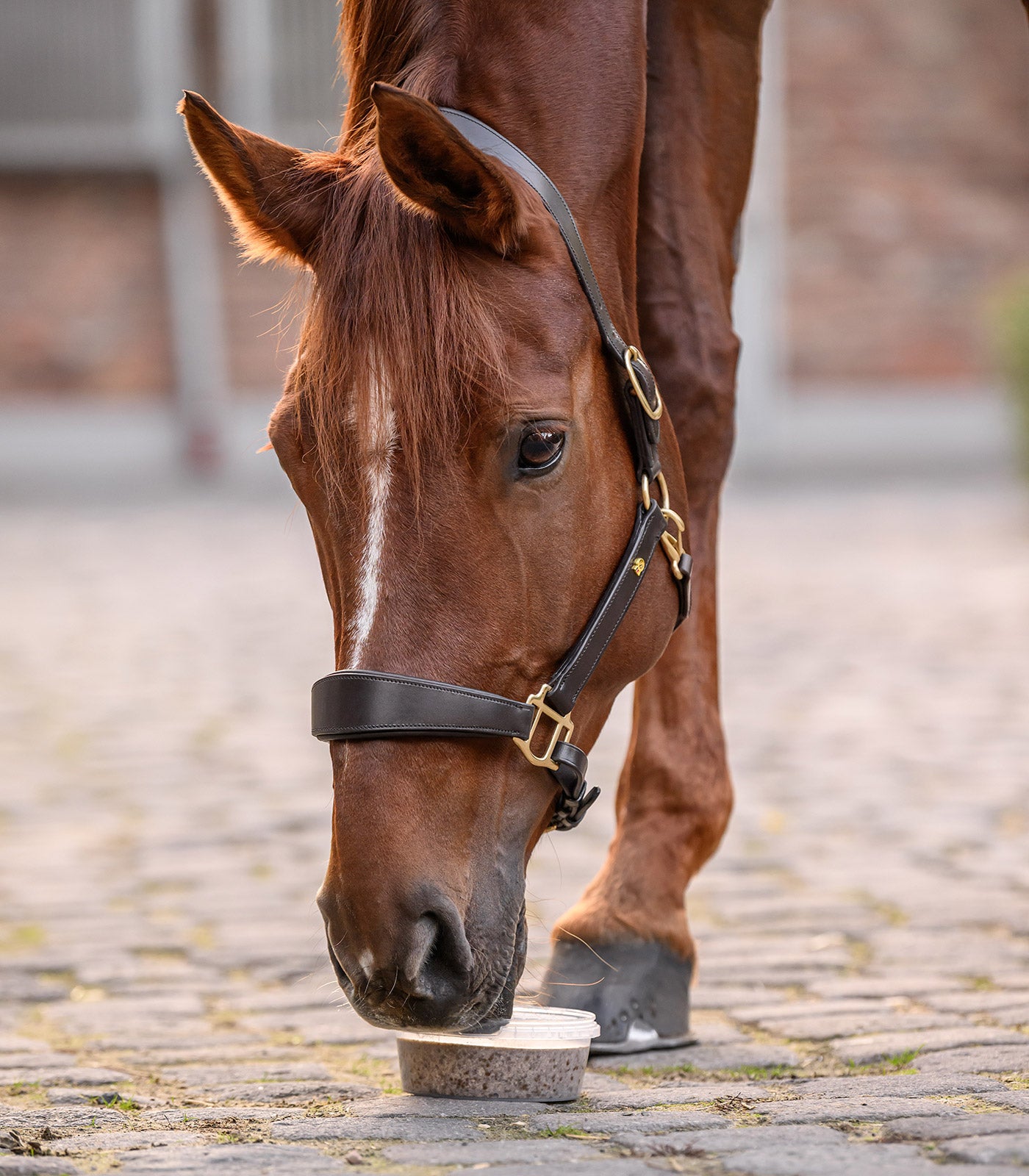 Leckschale StableSnack