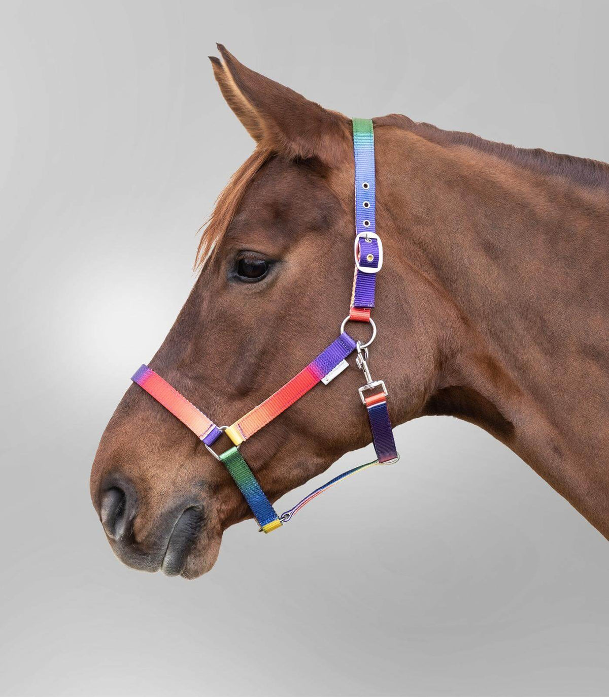 Waldhausen Halfter Regenbogen, mehrfarbig, Pferd trägt das Halfter im Profil.