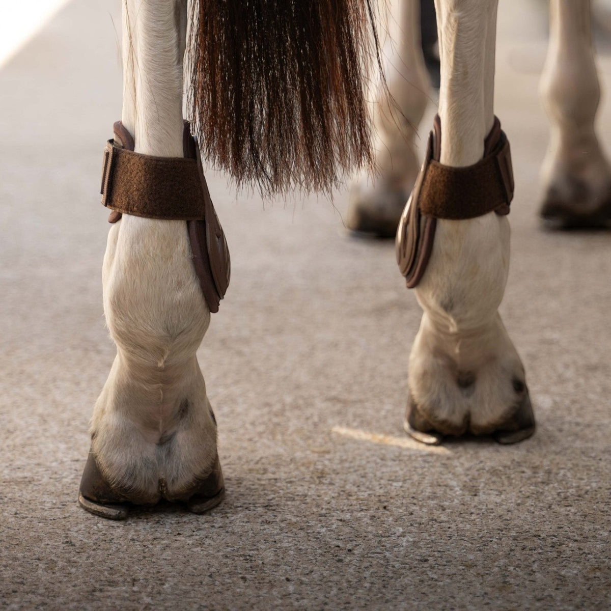 Streichkappen Jungpferd Pro Fesselkopfgamaschen