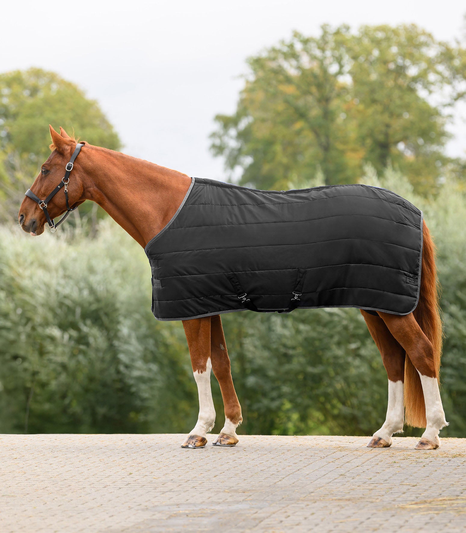 Stalldecke Economic 100 g