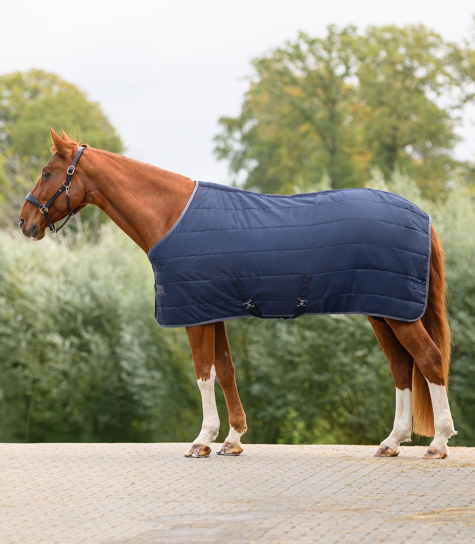 Stalldecke Economic 100 g