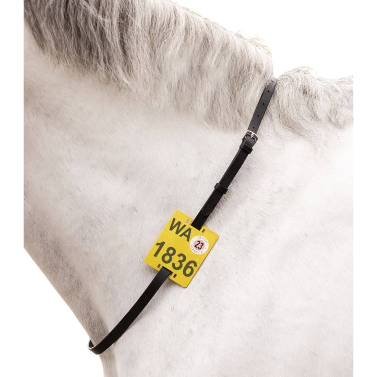 Ausreitriemen für Reitplakette
