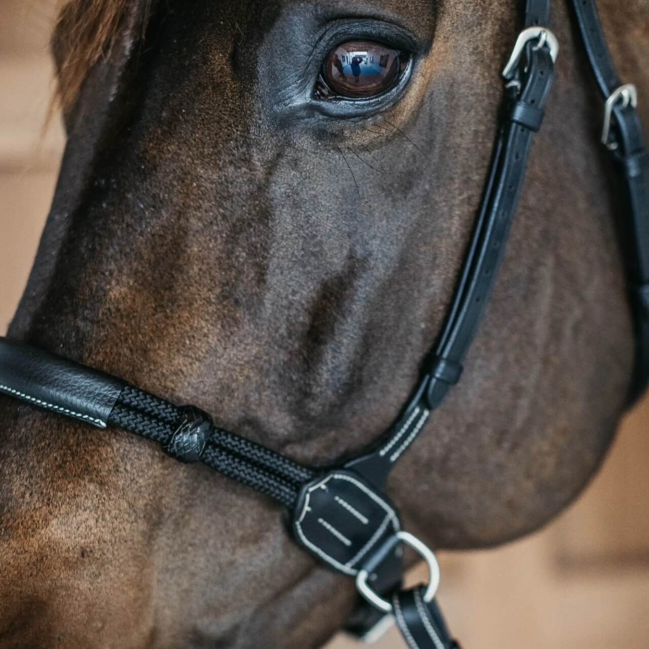 Gebisslose Trense Bitless Bridle