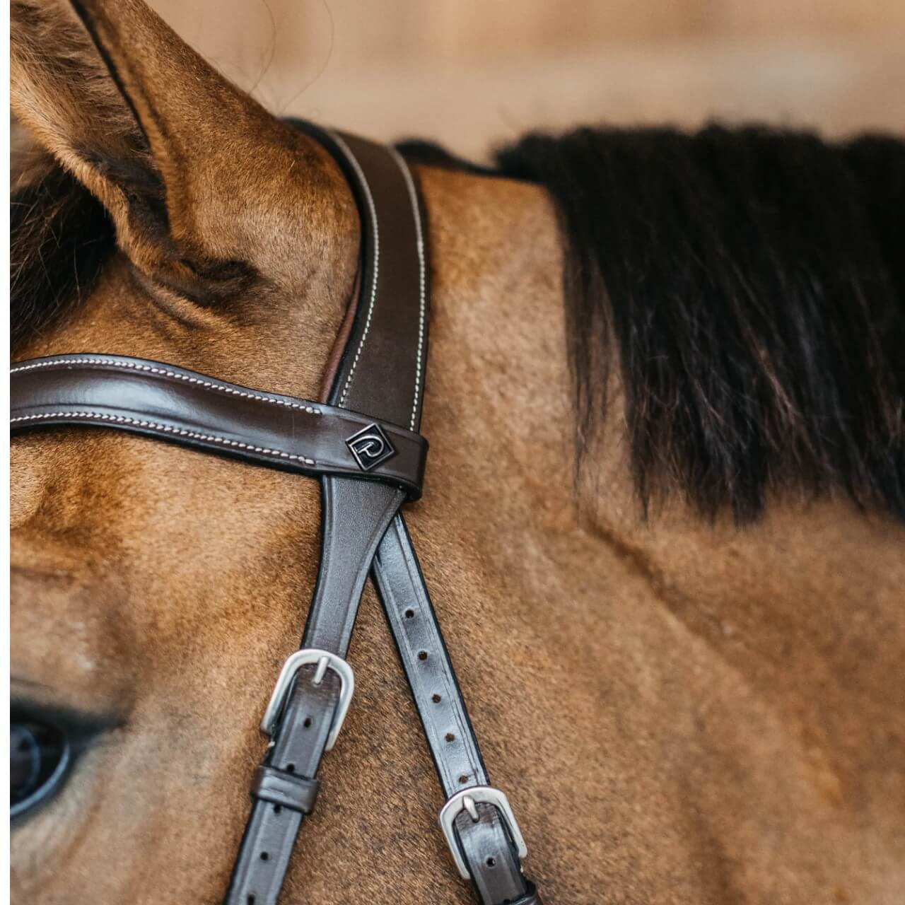 Gebisslose Trense Bitless Bridle
