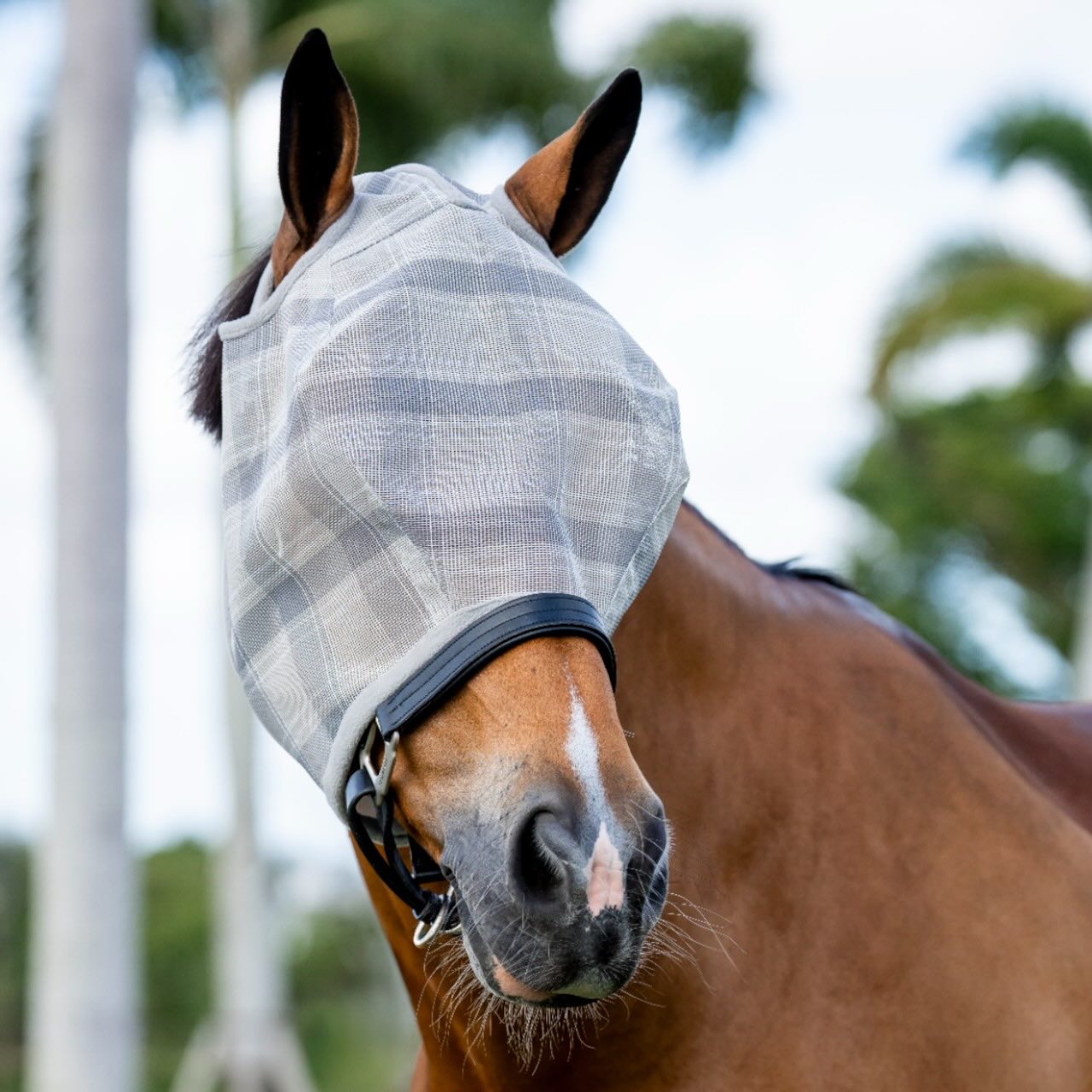 Fliegenmaske Newmarket No Ears Fly Mask