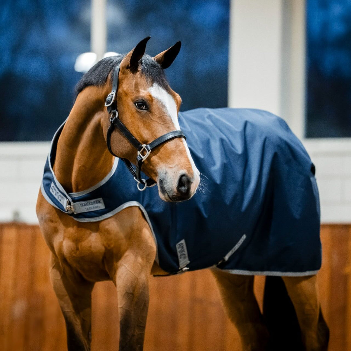 Führanlagendecke Amigo 100g Ripstop 900D Walker Rug, Midsummer Blue, Pferd in der Halle.