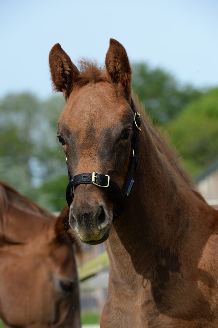 Fohlenhalfter Foal Halter Dublin
