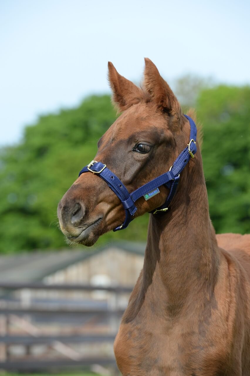 Fohlenhalfter Foal Halter Dublin