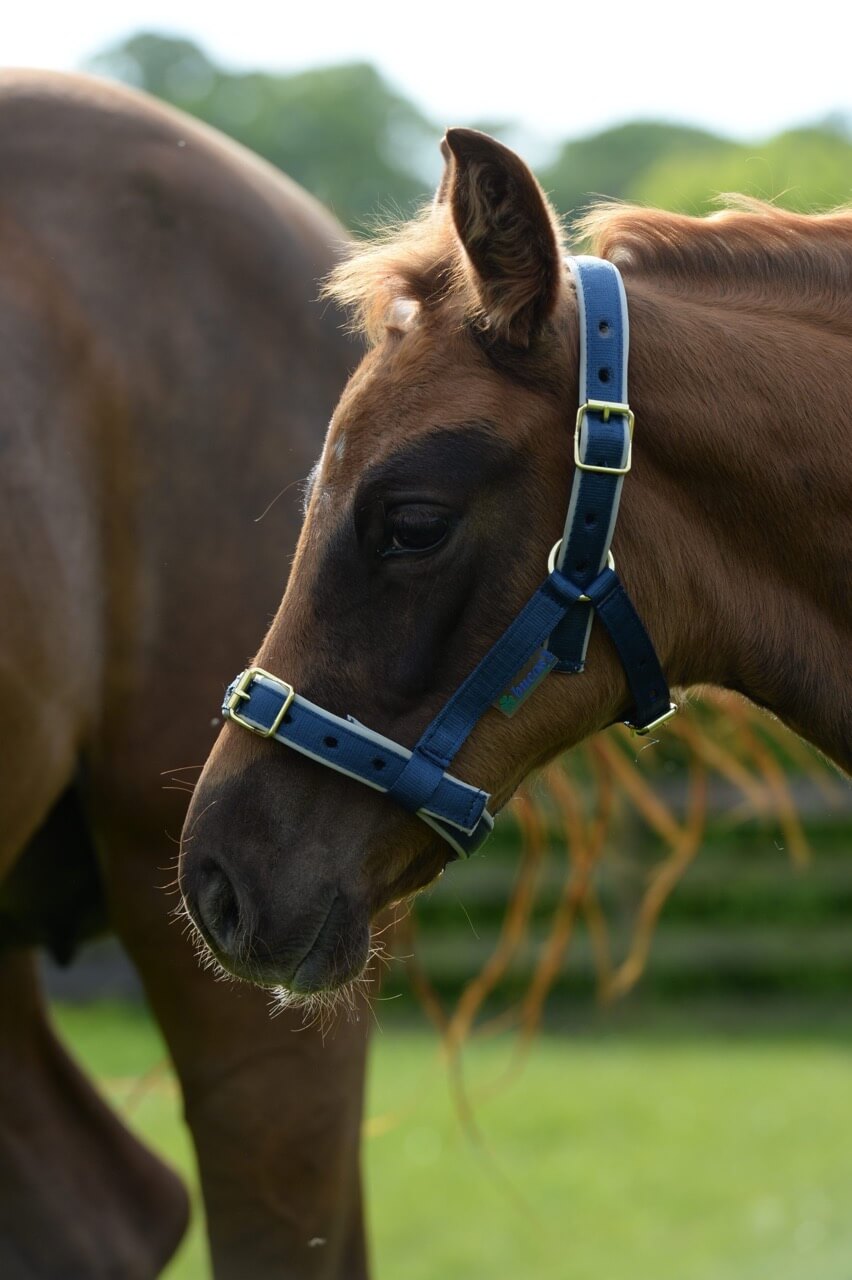 Fohlenhalfter Foal Halter Dublin