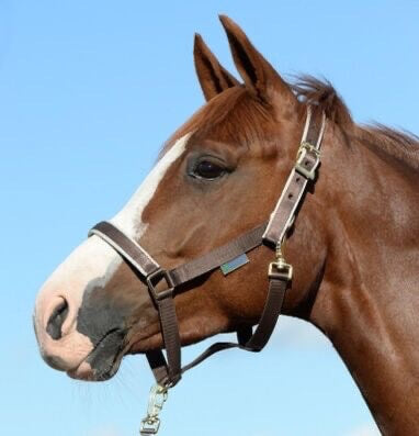 Fohlenhalfter Foal Halter Dublin