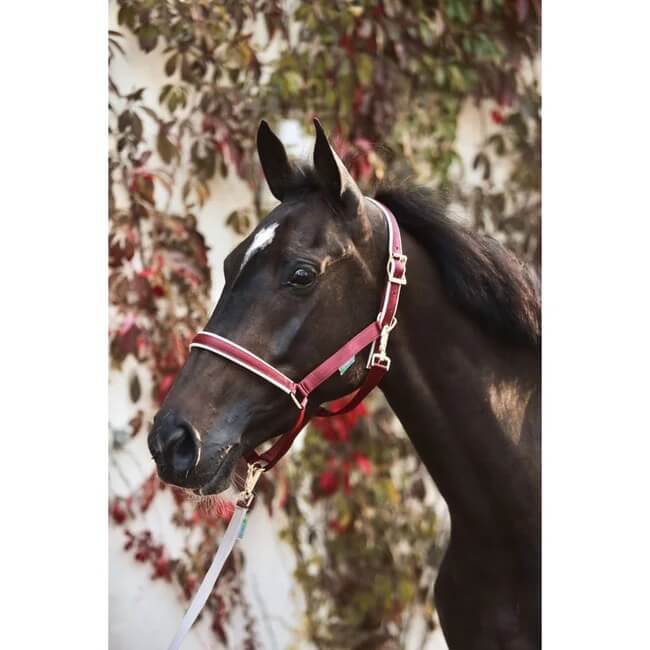 Fohlenhalfter Foal Halter Dublin