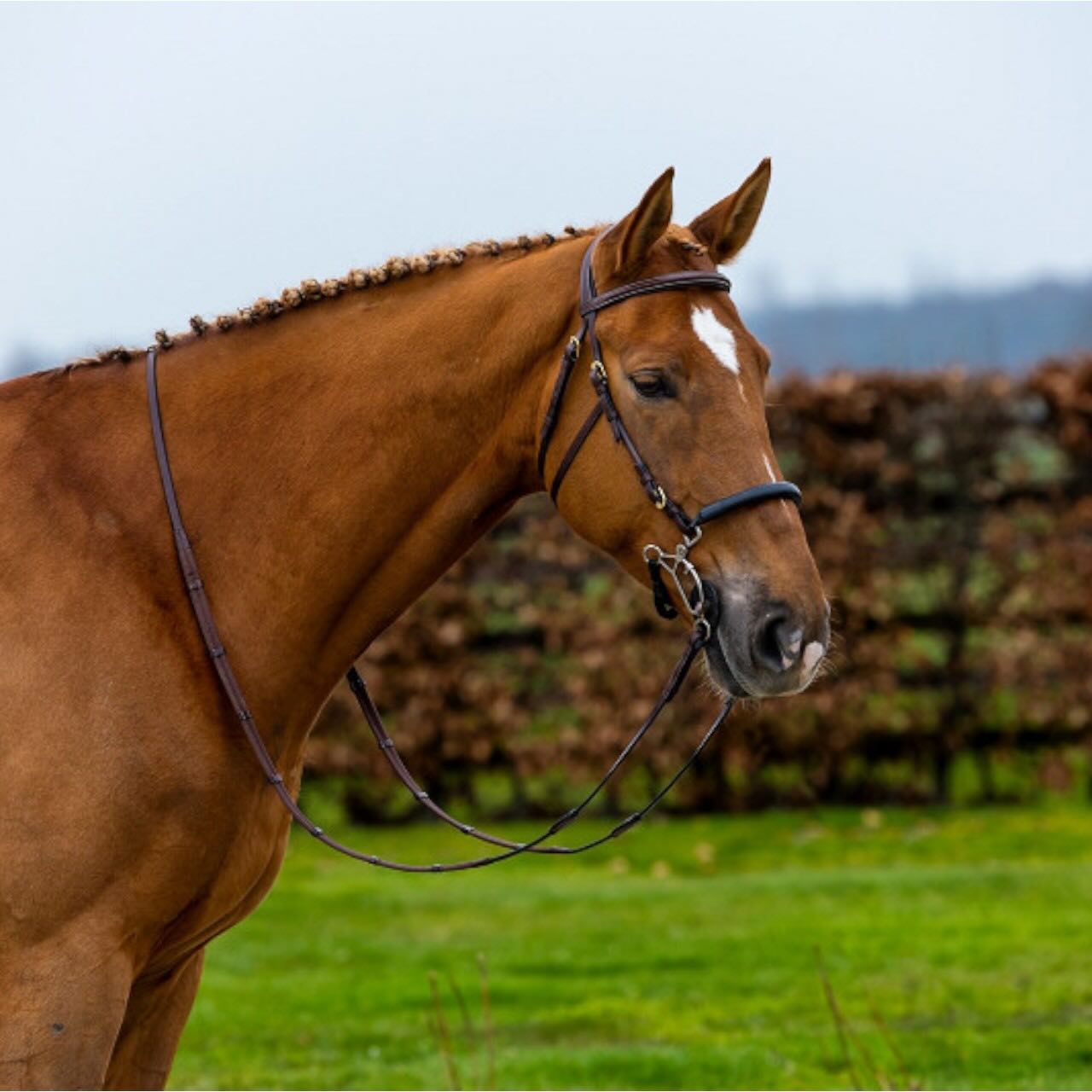 Hackamore Hickstead Trense