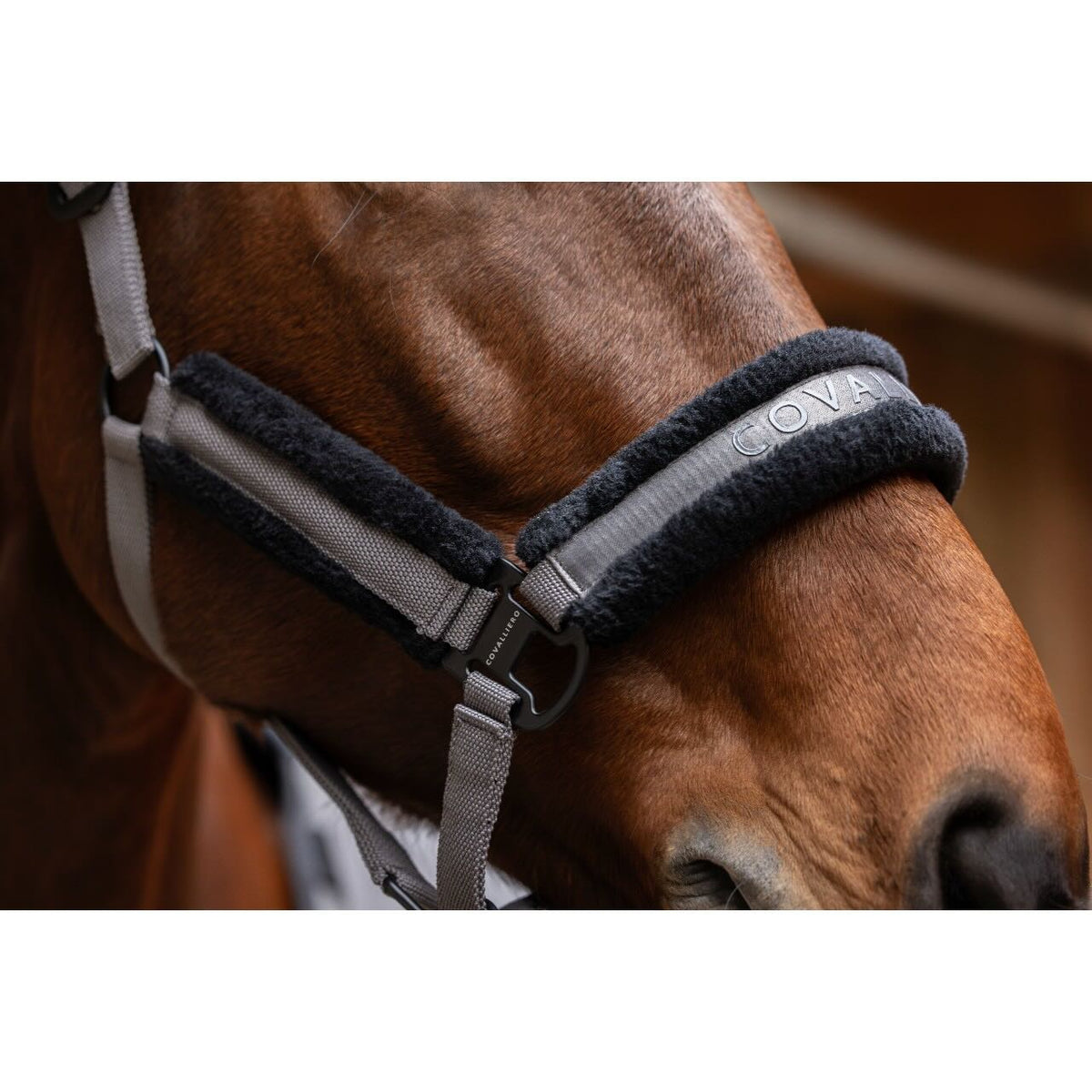 Covalliero Halfter HW 2025 Stallhalfter, Grau, am Pferd im Close-up.
