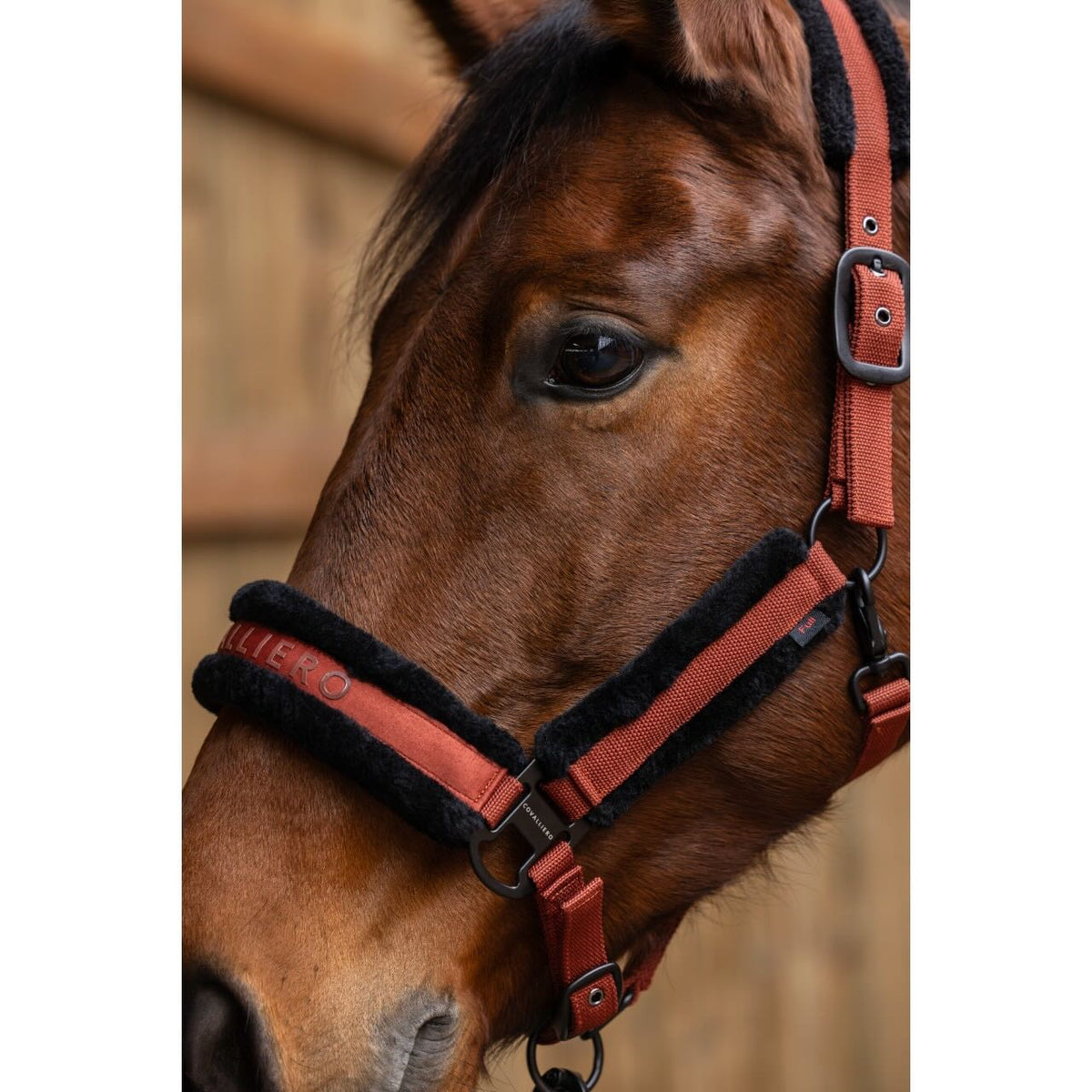 Covalliero Halfter HW 2025 Stallhalfter, Rotbraun, am Pferdekopf im Stall.