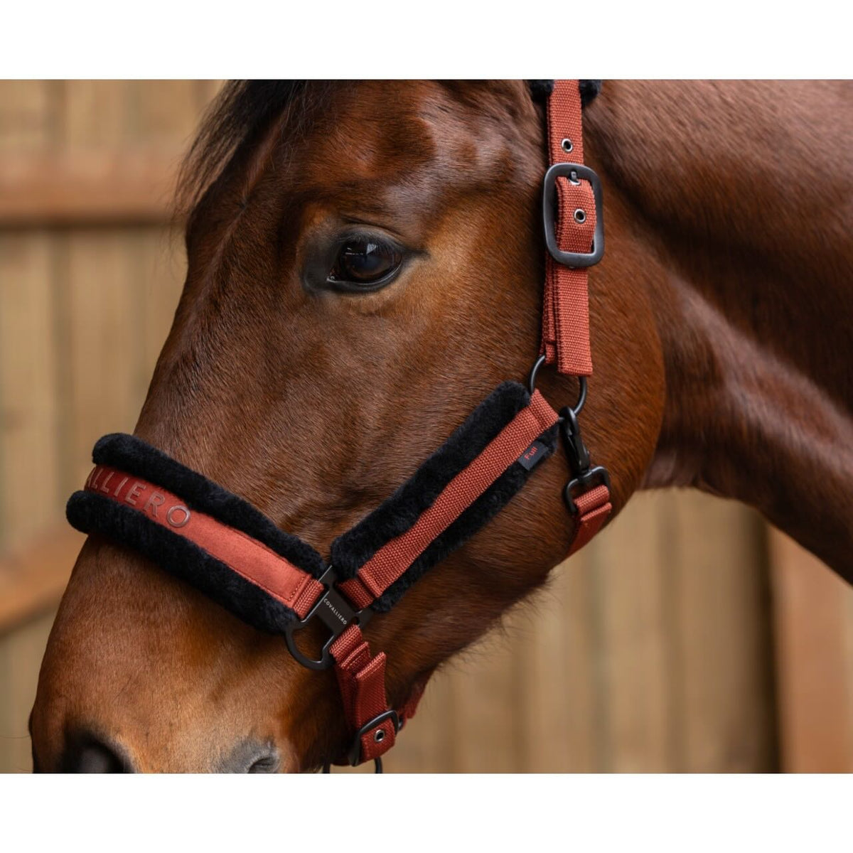 Covalliero Halfter HW 2025 Stallhalfter, Rostrot, am Pferdekopf im Stall.