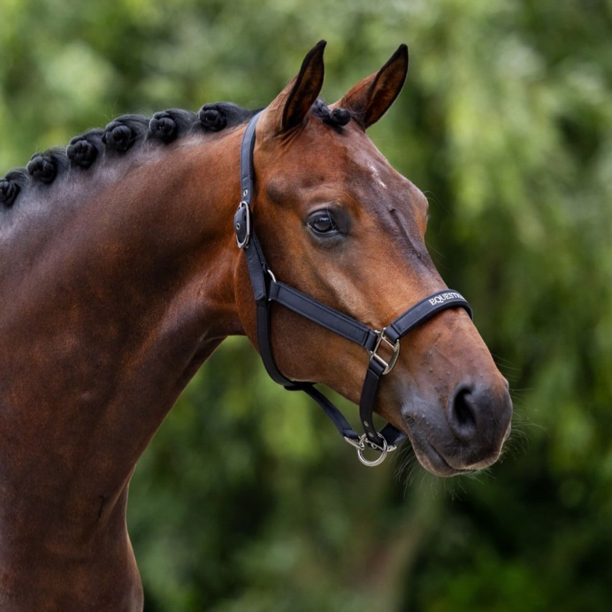 Hallfter Line Black Lederhalfter