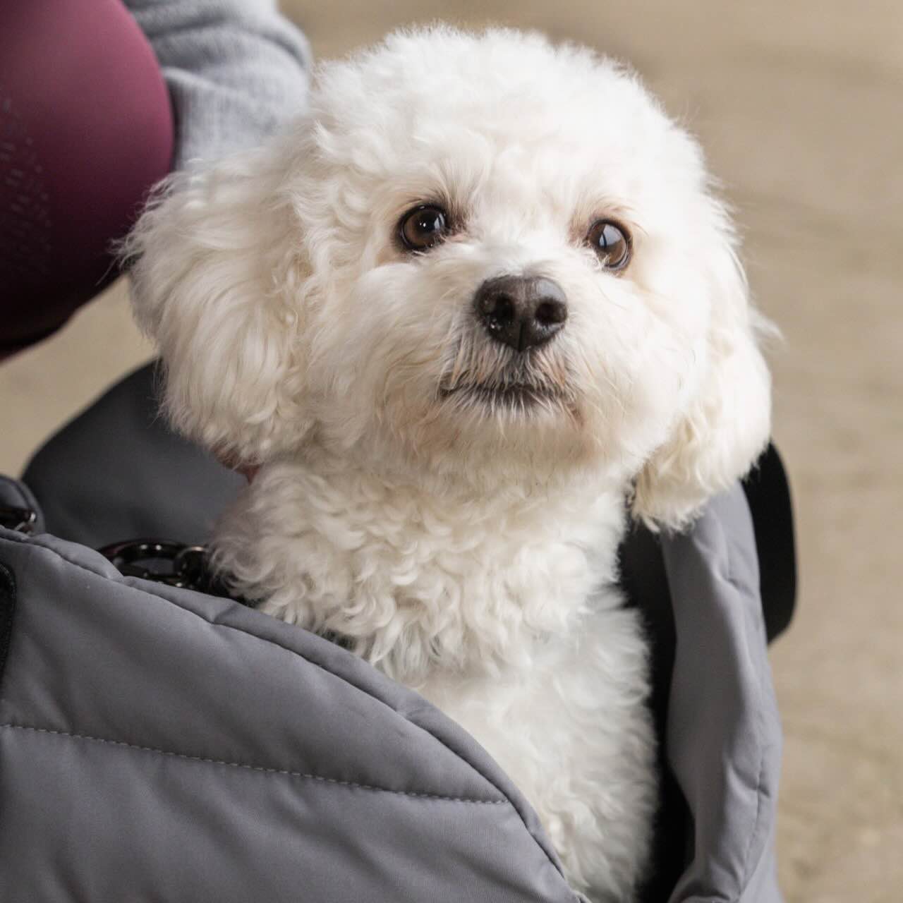 Hundetasche mit Decke KLMacey HW 2025 Tasche
