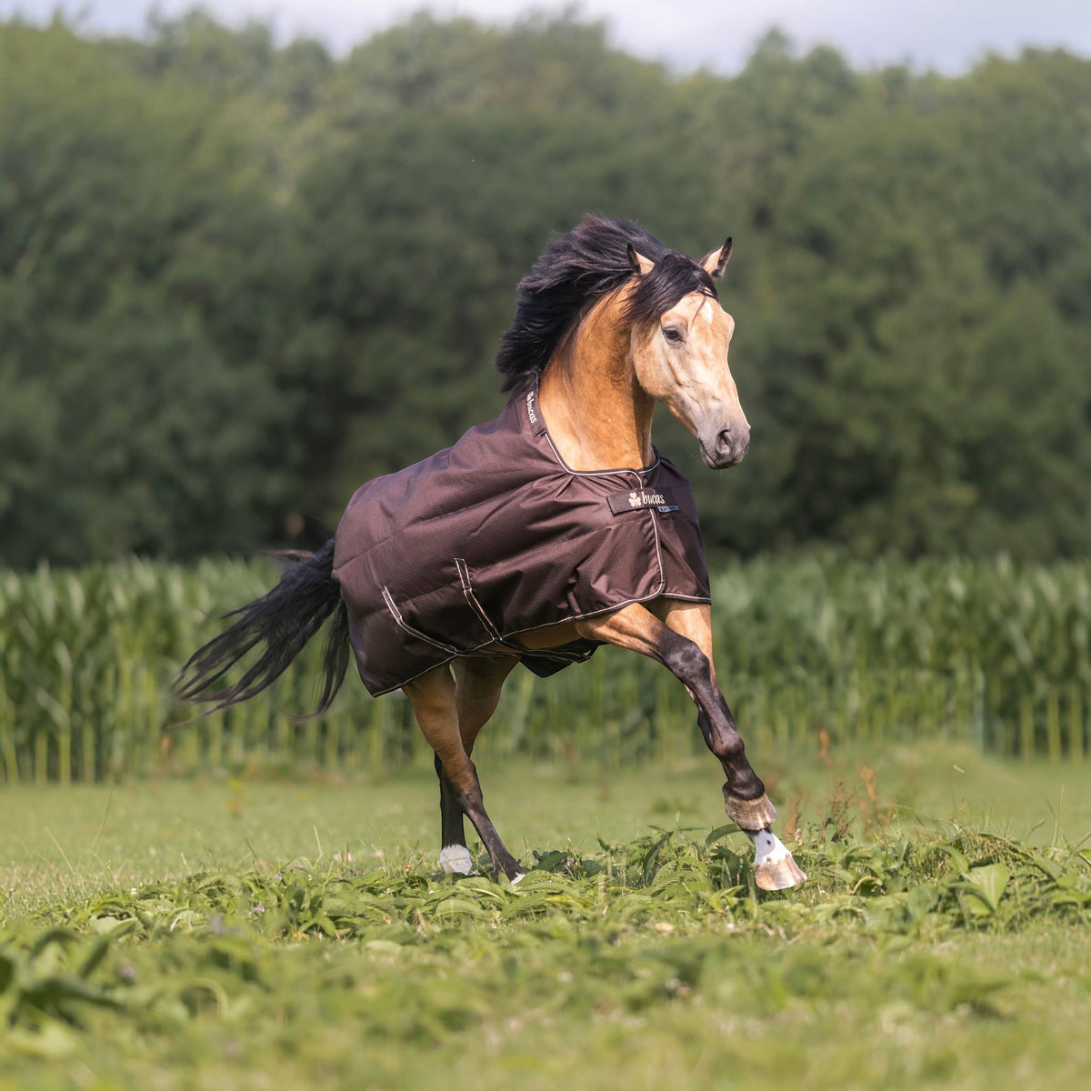 Outdoordecke 50g Irish Turnout Regendecke