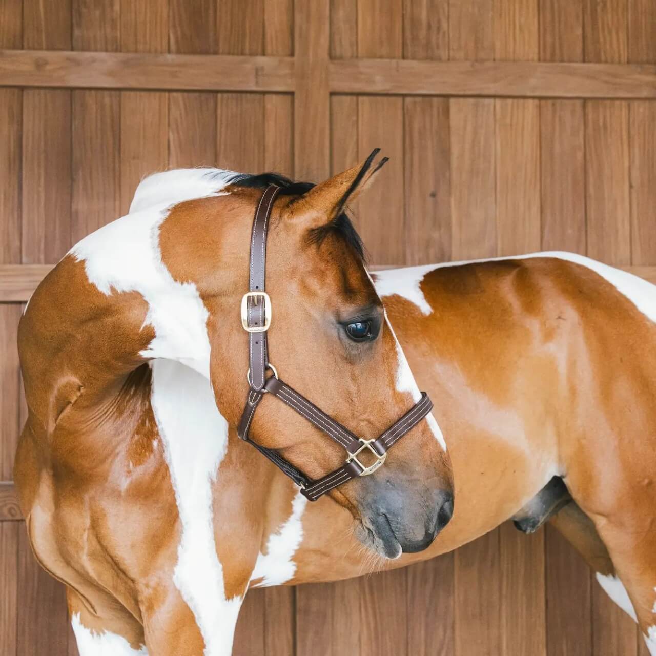 Lederhalfter Wellington Leather Halfter