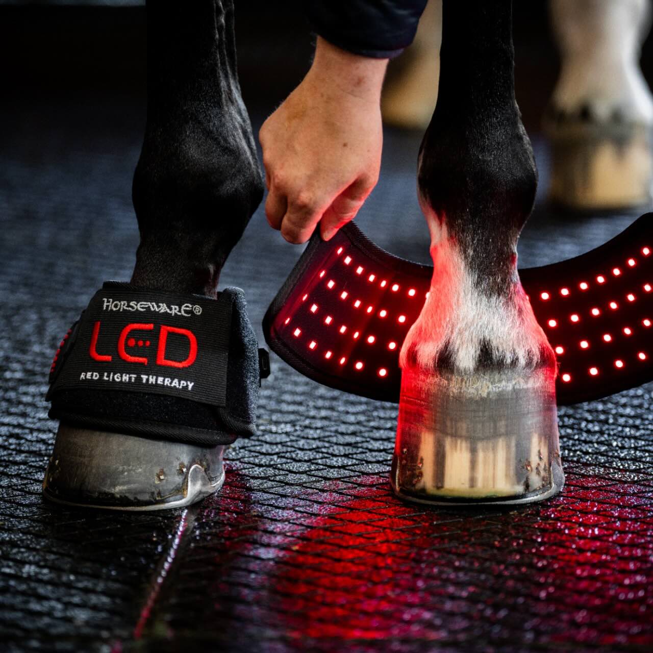 Horseware Ireland Minigamasche für LED-Rotlicht-Therapie Gamasche, Detailaufnahme am Pferdebein.