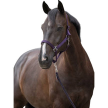 Aubergine
