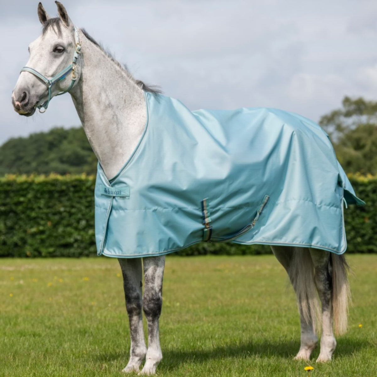 Bucas Outdoordecke 0g Freedom Turnout Light Regendecke, Midsummer Blue, Pferd trägt Decke auf der Weide.